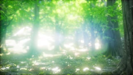 Forest-of-Beech-Trees-illuminated-by-Sunbeams